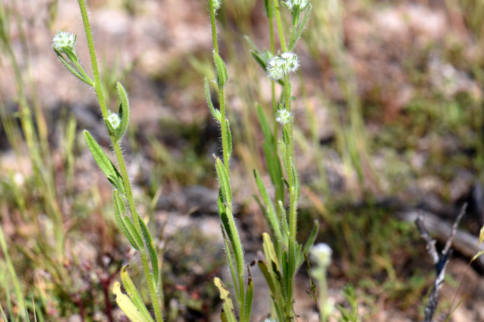 Bearded Cryptantha leaves vary in size from .5 to 2 inches (1-5 cm) long. Note that the leaves have no stems and are technically called sessile. Note the leaves are mostly linear and the tips may be blunt or rounded. Cryptantha barbigera